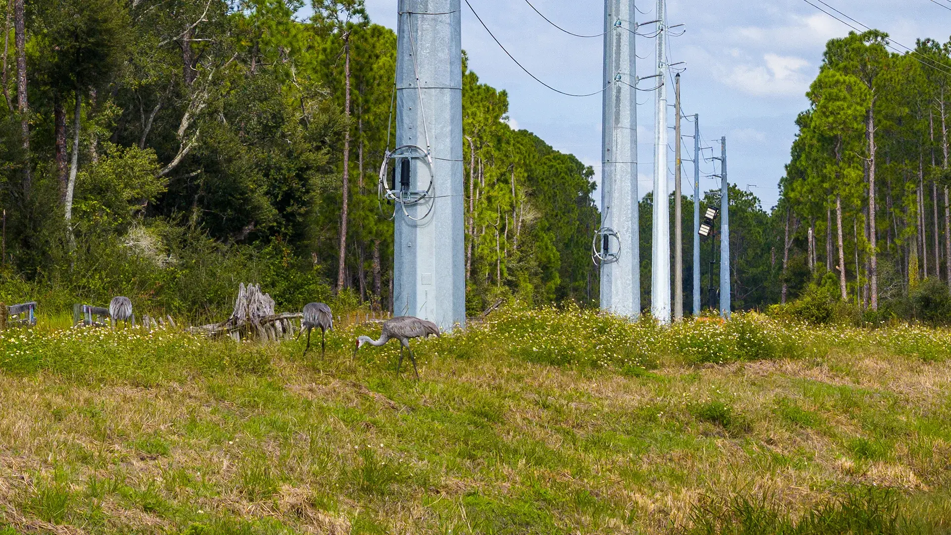 transmission line amid trees with herons on site