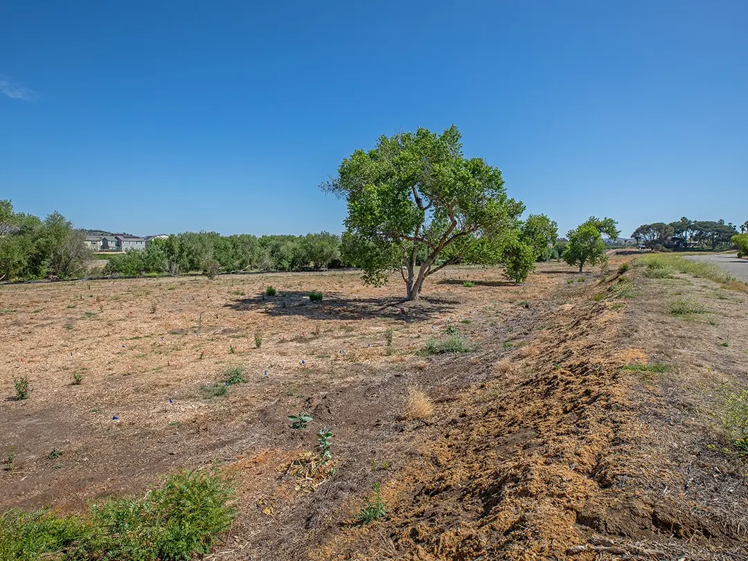 tree and terraced ground