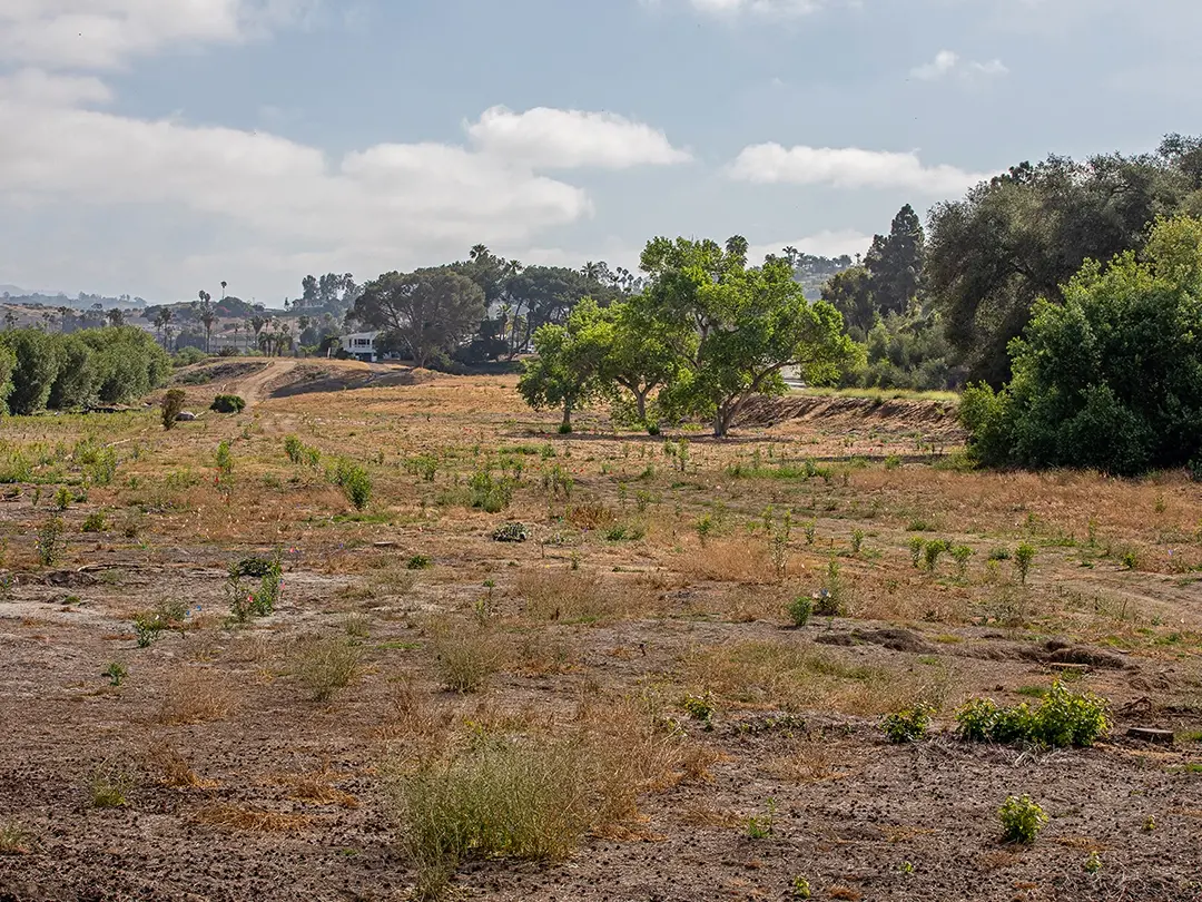 trees and open space with city structures in background