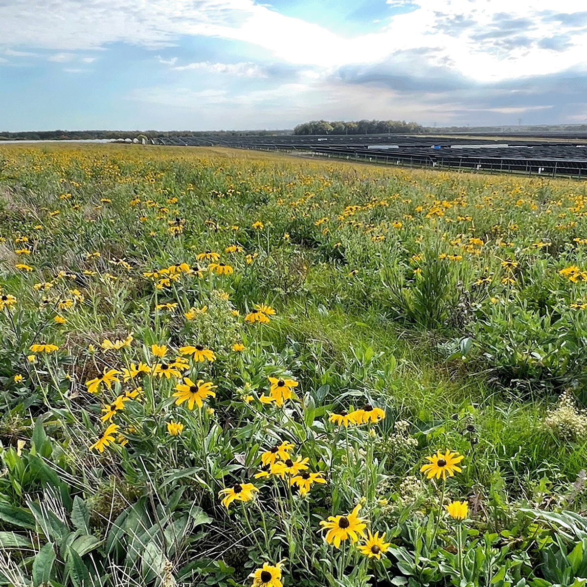 Integrated Vegetation Management Reduces Utility Operating Costs